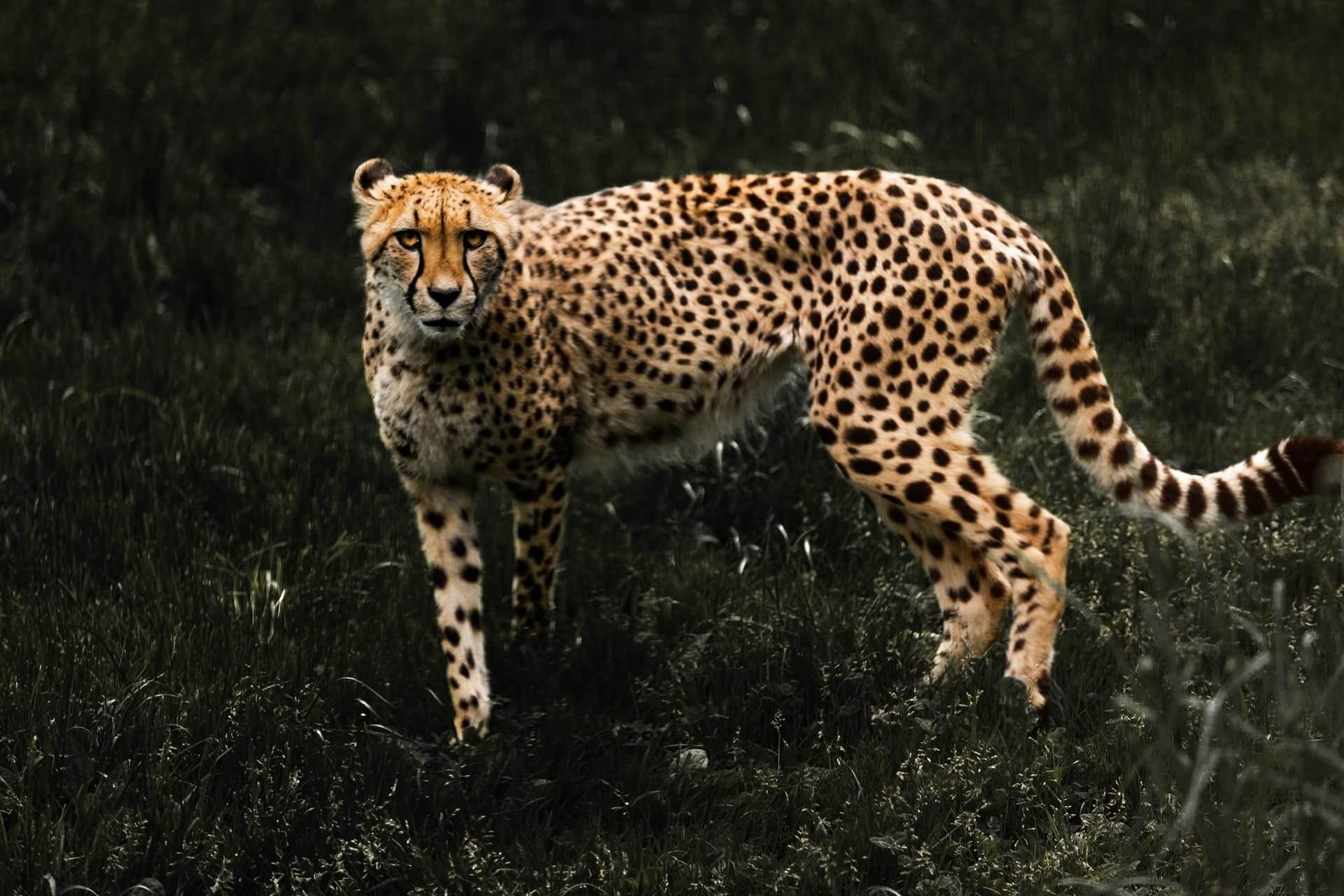 All about Cheetah reintroduction All about Cheetah reintroduction