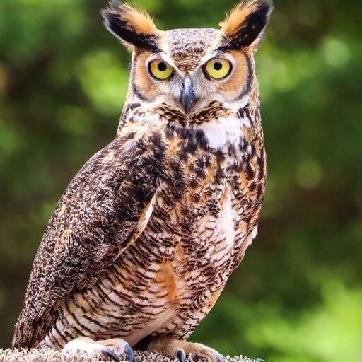 Ramgarh Vishdhari Wildlife Sanctuary Ramgarh Vishdhari Wildlife Sanctuary