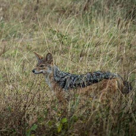 Kalakad-Mundanthurai Tiger Reserve Kalakad-Mundanthurai Tiger Reserve