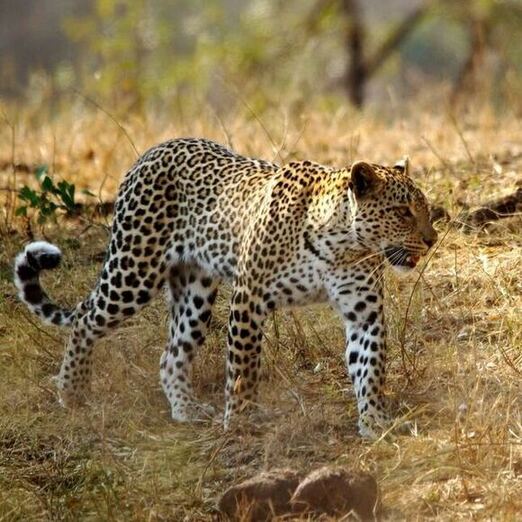 Nagarjunsagar Srisailem Tiger Reserve Nagarjunsagar Srisailem Tiger Reserve