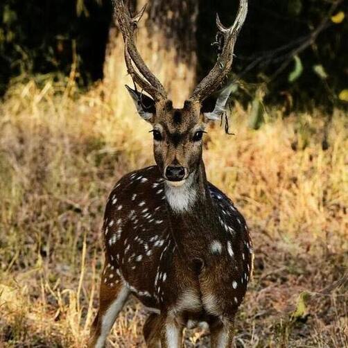 valmiki-tiger-reserve-india Valmiki national Park