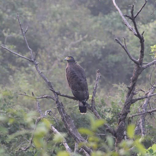 Kawal Tiger Reserve Kawal Tiger Reserve