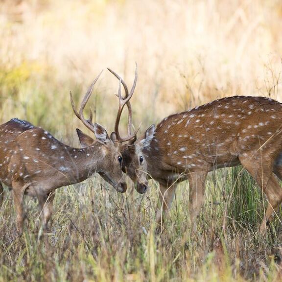 Pilibhit Tiger Reserve Pilibhit Tiger Reserve