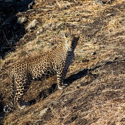 anamalai-tiger-reserve-india anamalai tiger reserve