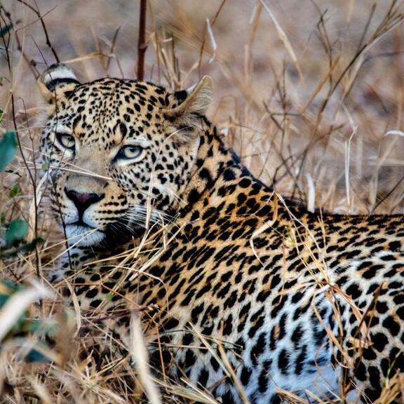 Satpura Tiger Reserve Satpura Tiger Reserve
