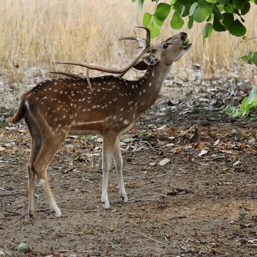 Panna Tiger Reserve Panna Tiger Reserve