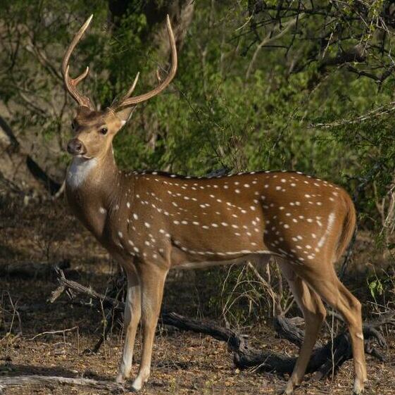 Kanha Tiger Reserve Kanha Tiger Reserve