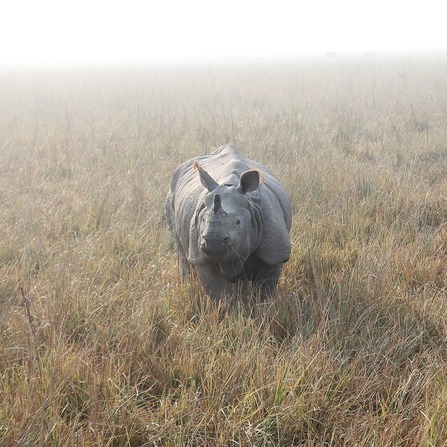 Manas Tiger Reserve Manas Tiger Reserve