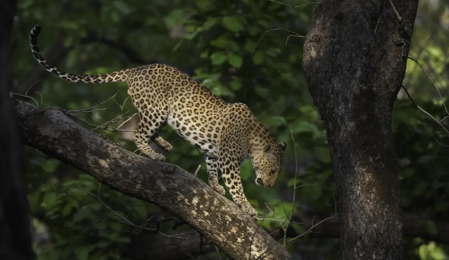 kanha-weekend-safari kanha weekend safari