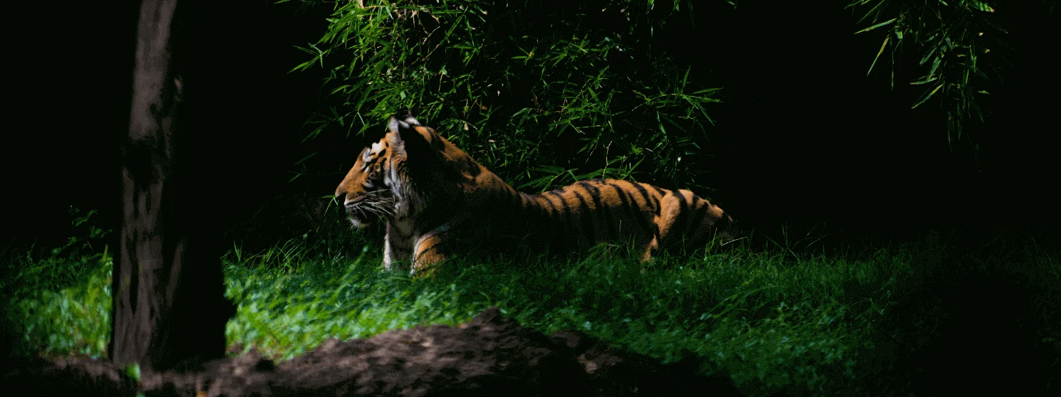 Satpura night safari tour Satpura night safari tour