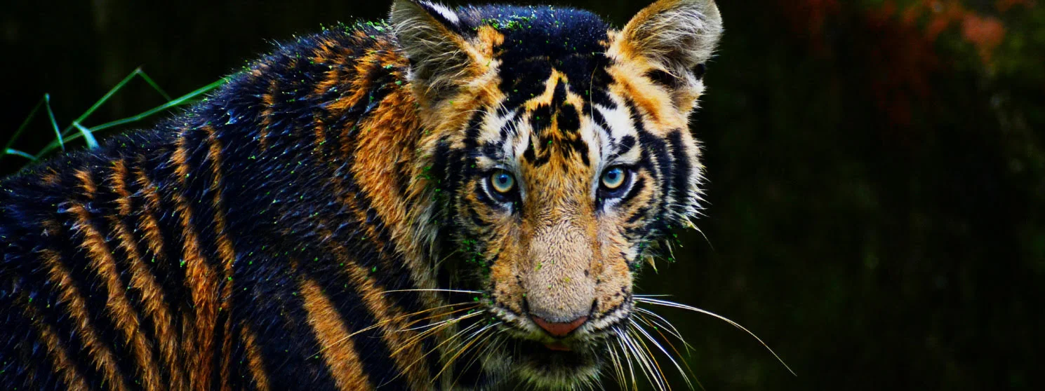Tadoba Night Safari