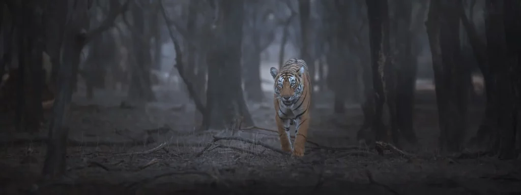 pench-night-tiger-safari-tour Pench Night Safari