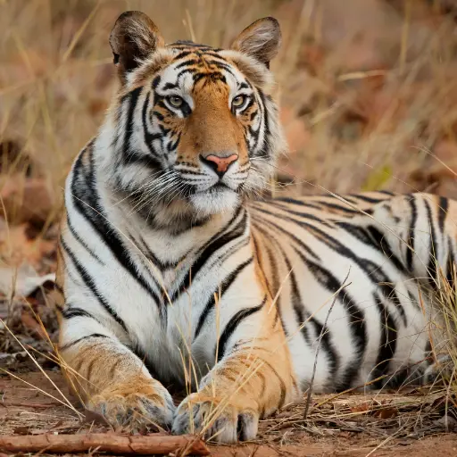 Bandhavgarh National Park How to plan Bandhavgarh Safari