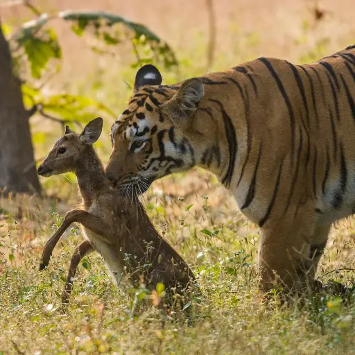Ranthambore National Park How to plan Ranthambore Safari