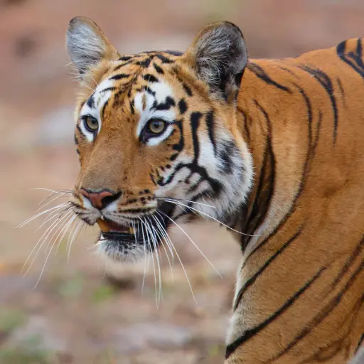 Pench National Park How to plan Pench Safari