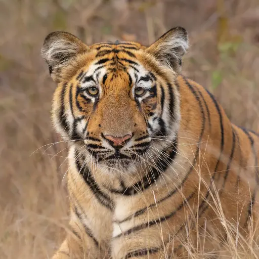 Kanha National Park How to plan Kanha Safari
