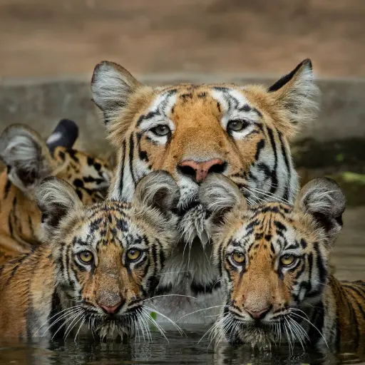 Tadoba Andhari Tiger Reserve How to plan tadoba Safari