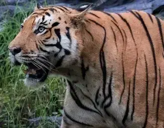 Tiger Safari Tours Popular tiger Safari