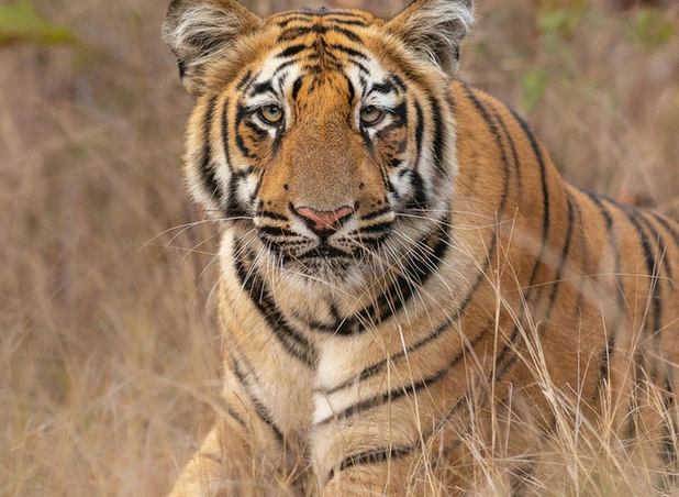 Popular Weekend Safari Popular Weekend Safari