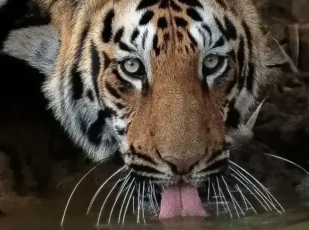 Popular Budget Safari Tours Popular Budget Safari Tours