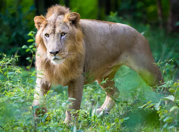 Wildlife Safari Tours Popular Wildlife Safari Tours