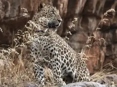 Ranthambore Budget Tour Safari Ranthambore Budget Tour Safari
