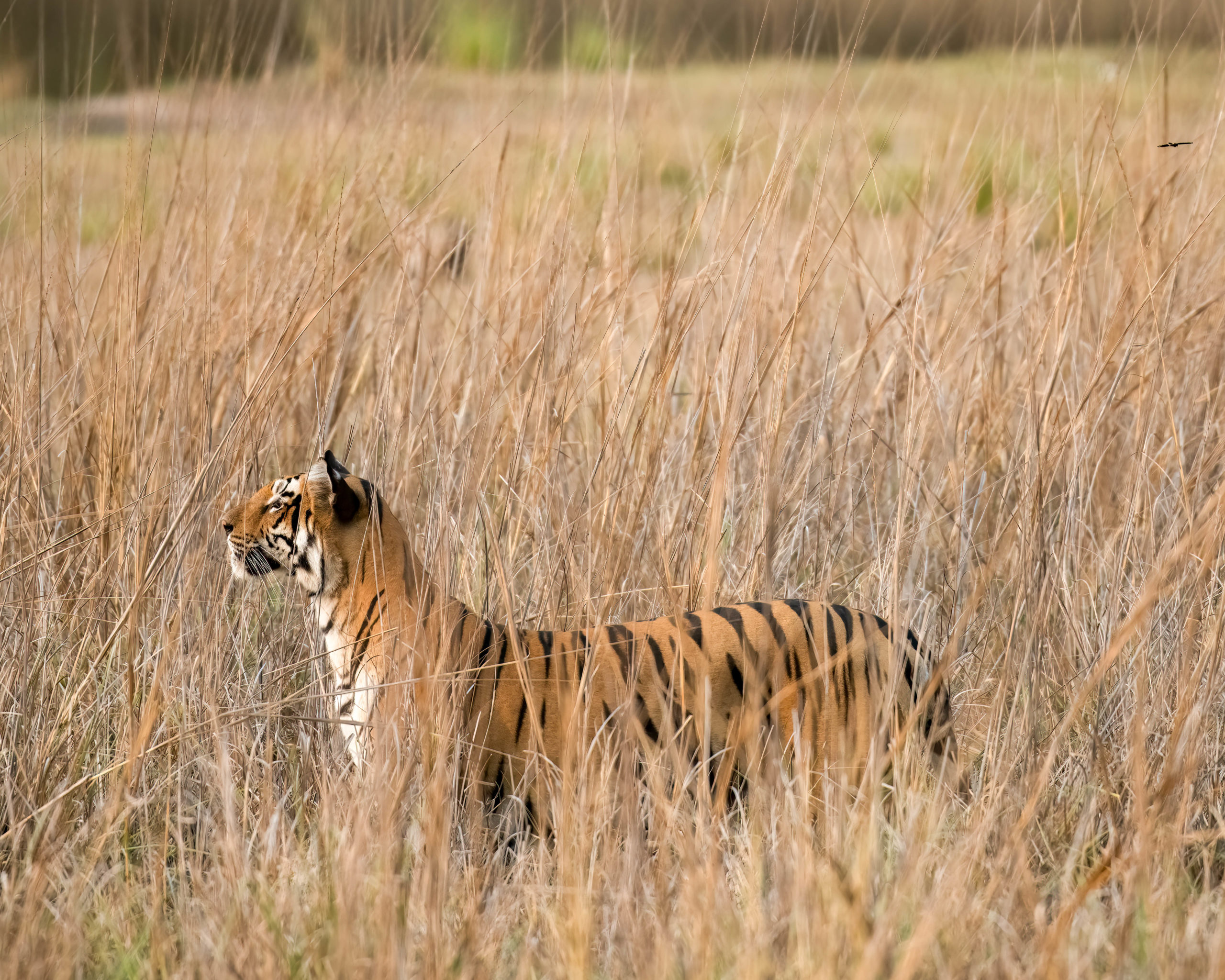 tiger-census-2022 Tiger Census 2022