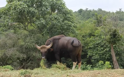 Core Zone vs Buffer Zone of a National Park