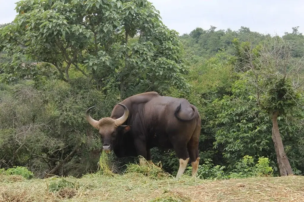 Core Zone vs Buffer Zone Core Zone vs Buffer Zone
