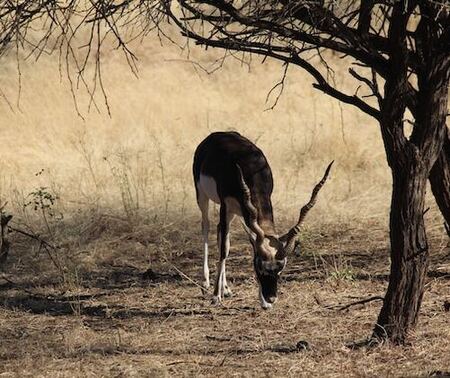 gir-national-park-history Spotted Deer, Pench