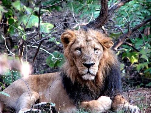 rukhad-buffer-zone-gir Pench National Park and Tiger Reserve