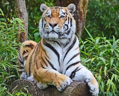 Kaziranga Weekend Tour Kaziranga Weekend Tour