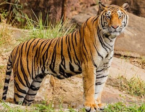 Kaziranga Budget safari Kaziranga Budget safari