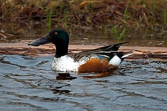northern-shoveler-wildlife