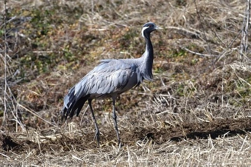 demoiselle-crane-wildlife