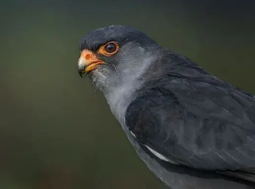 the-amur-falcon-wildlife