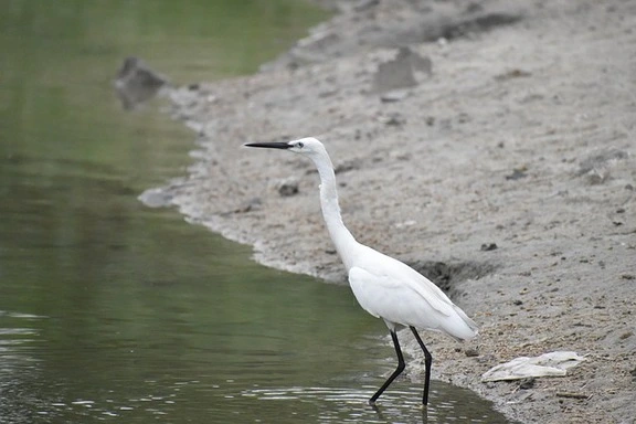 the-siberian-crane-wildlife