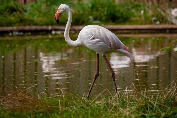 greater-flamingo-wildlife