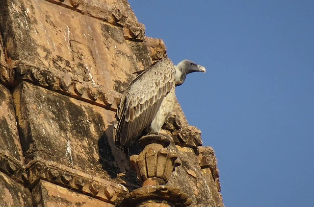 The Indian Vulture The Indian Vulture