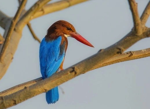 white-throated kingfisher white-throated kingfisher