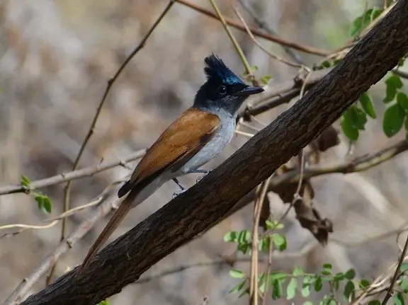 Indian Paradise Flycatcher Indian Paradise Flycatcher
