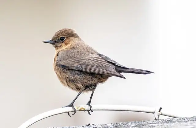Indian Robin Indian Robin