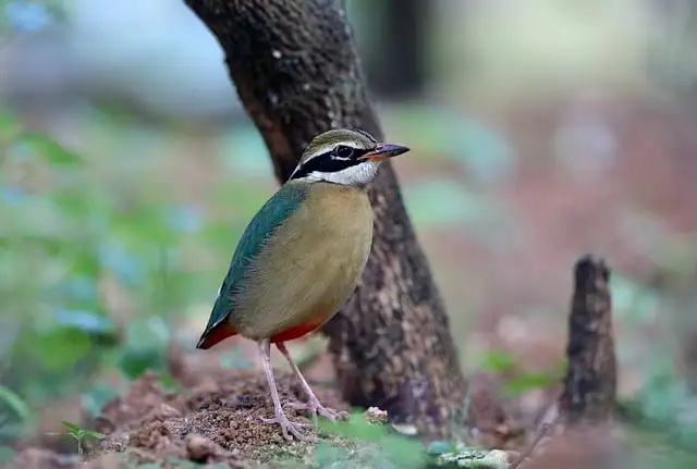 Indian Pitta Indian Pitta