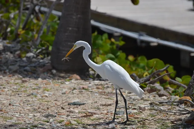 The Great Egret The Great Egret