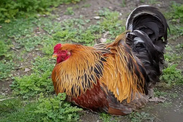 The Red Junglefowl The Red Junglefowl