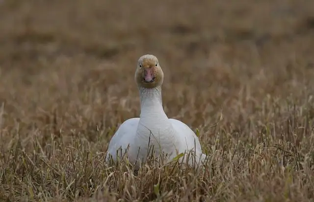 The Snow Goose The Snow Goose
