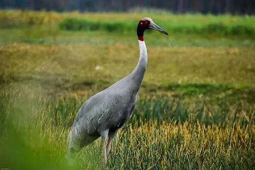 Sarus Crane Sarus Crane