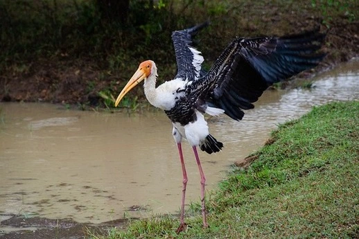 Painted Stork Painted Stork