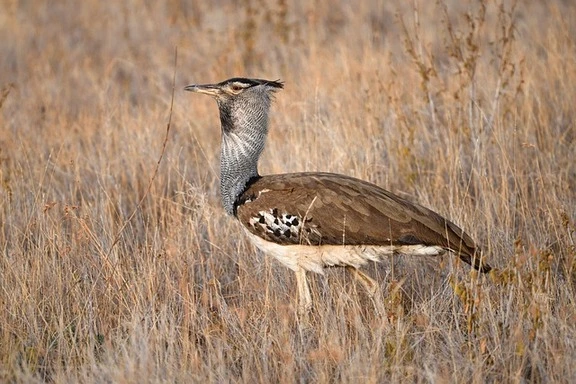 The Great indian bustard The Great indian bustard