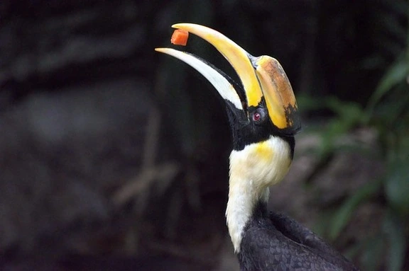 The Great hornbill The Great hornbill